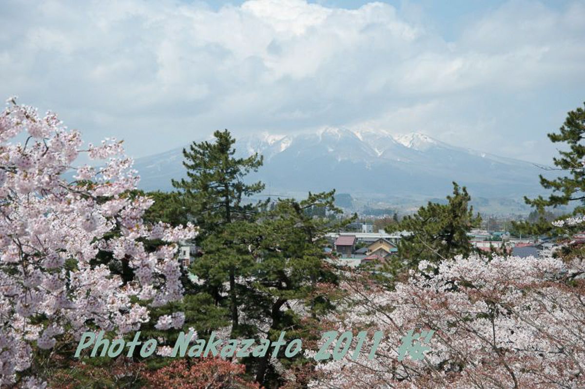 弘前城の桜